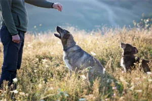 Jak budować silną więź z psem poprzez szkolenie