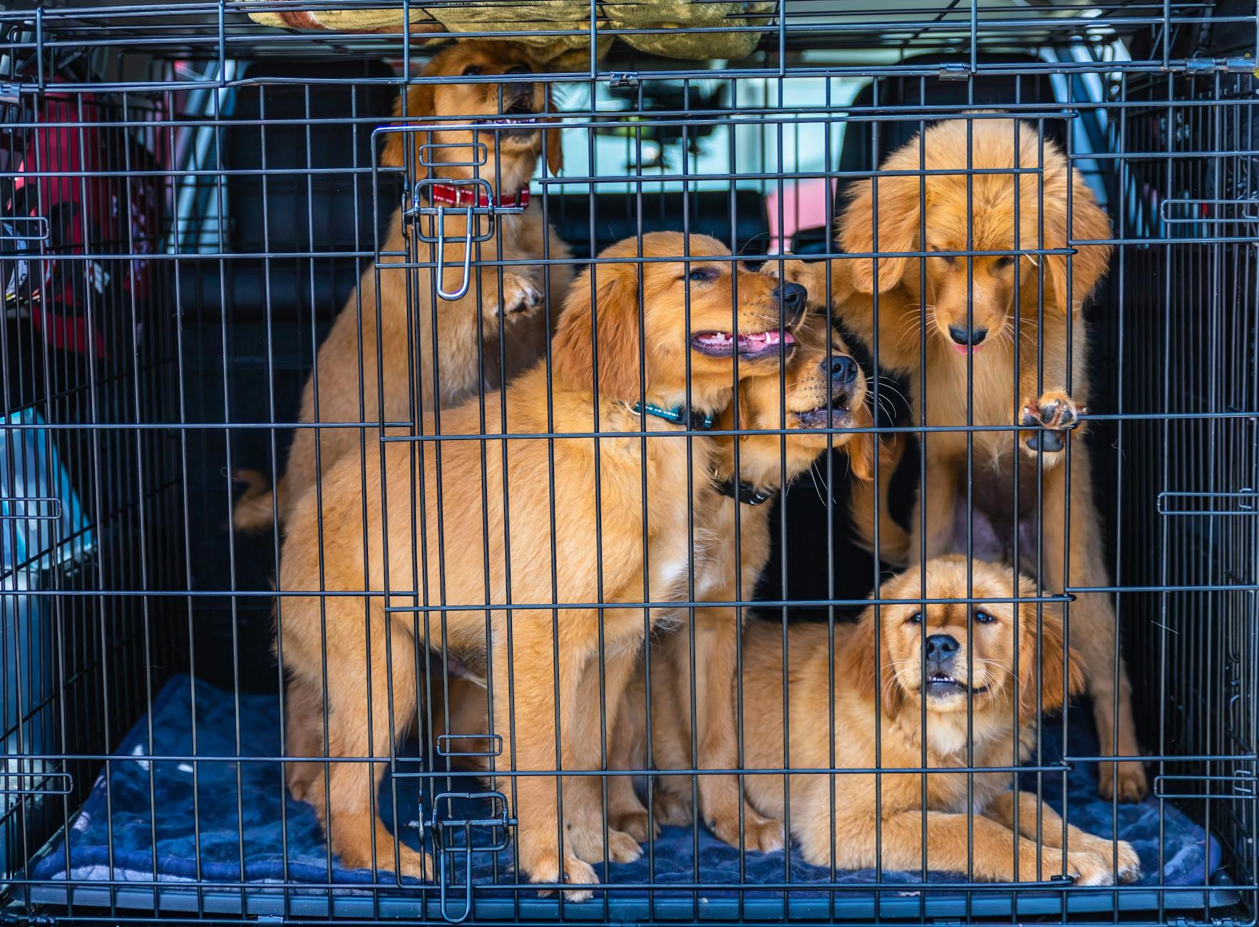 Szczeniaki golden retriever w metalowej klatce w bagażniku auta