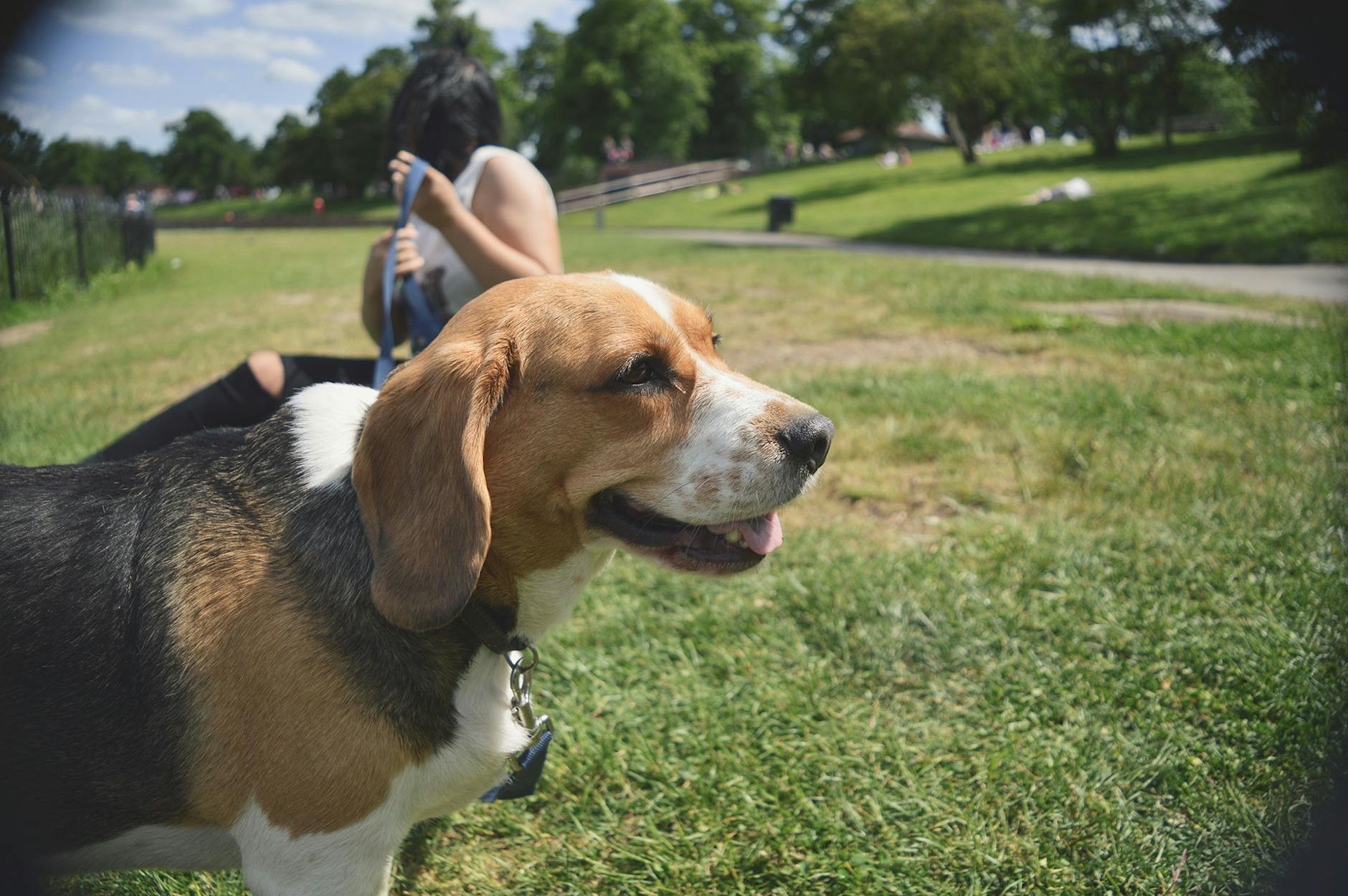 Beagle z opiekunem spaceruje po słonecznym, zielonym parku