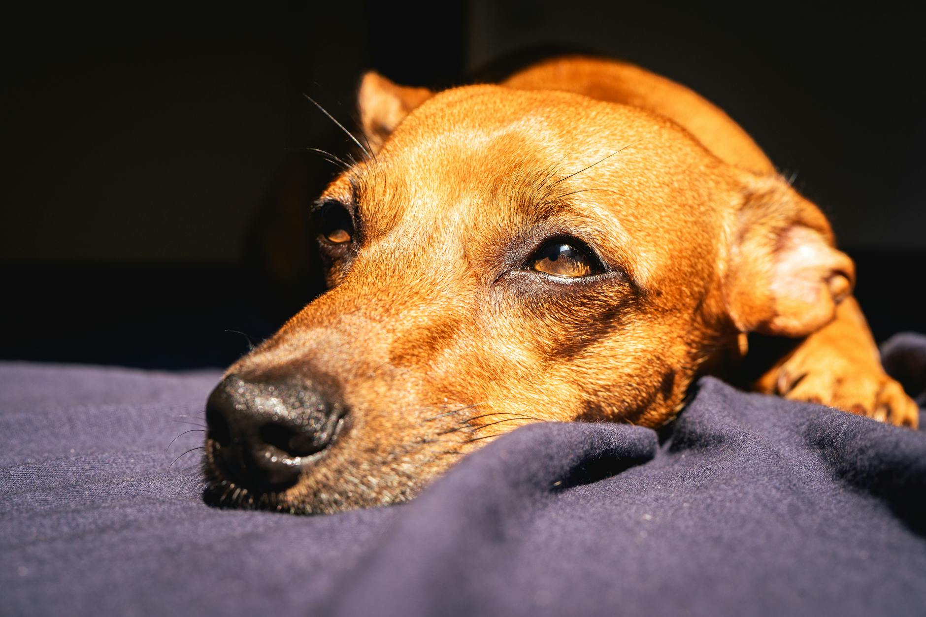 Brązowy pies leży w słońcu na kocu w mieszkaniu