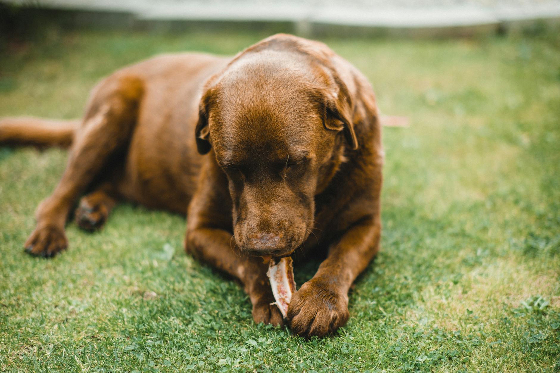 Brązowy labrador na trawie gryzie kość