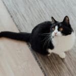 Czarno-biały kot niewychodzący siedzi w domu i obserwuje otoczenie