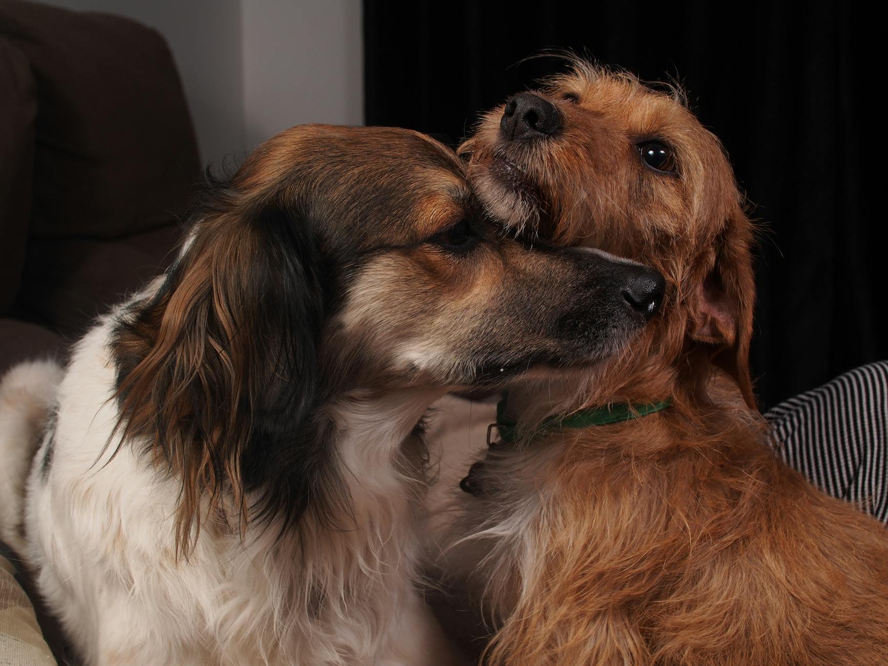 Dwa przytulające się psy w domu, bliska więź i czułość