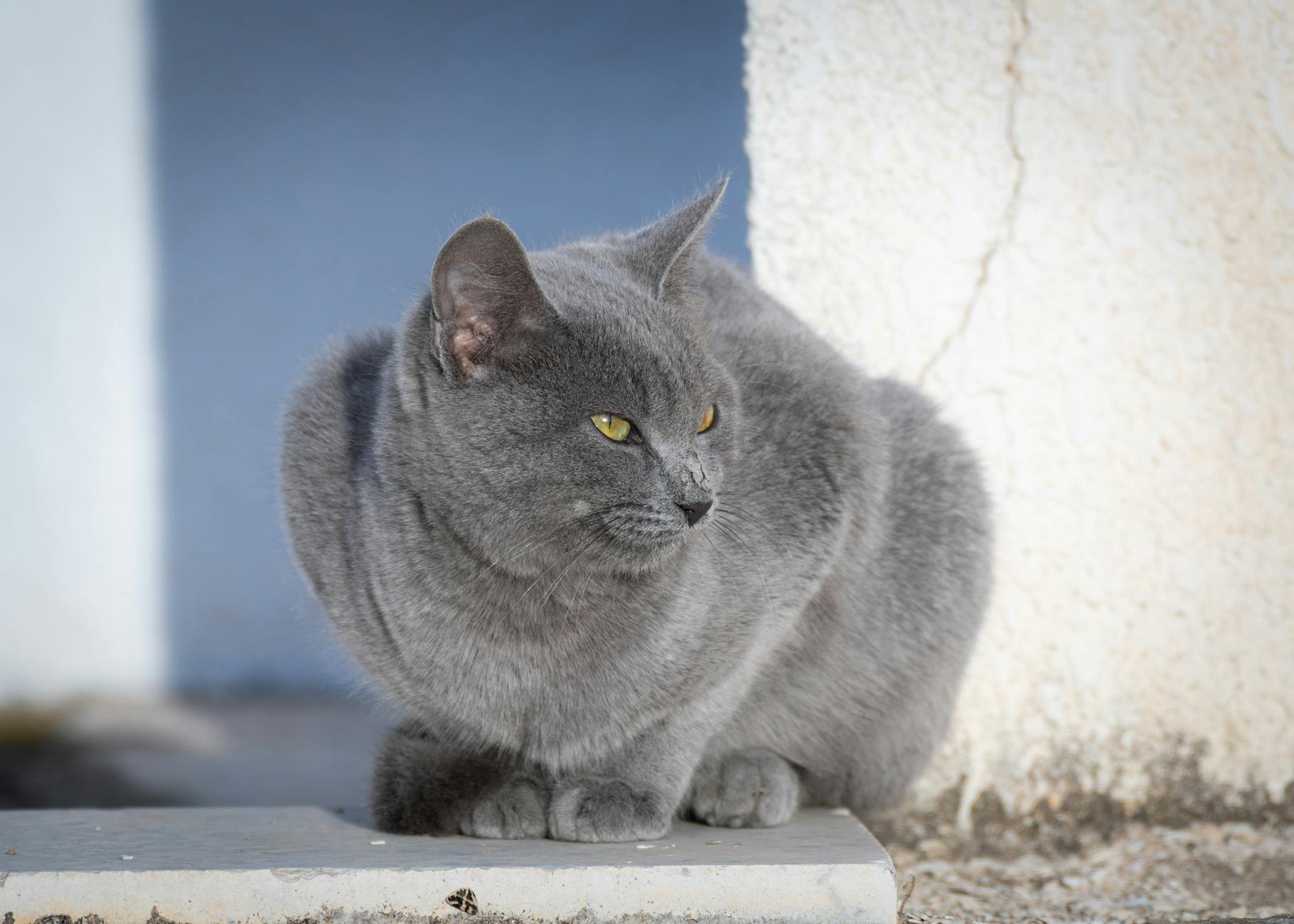 Dokumenty i dane dla opiekuna: co musi wiedzieć petsitter o Twoim kocie Szary kot spokojnie leży przy ścianie, odpoczywając przed opieką petsittera