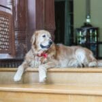 Golden retriever leży przed wejściem do luksusowego hotelu w Indiach