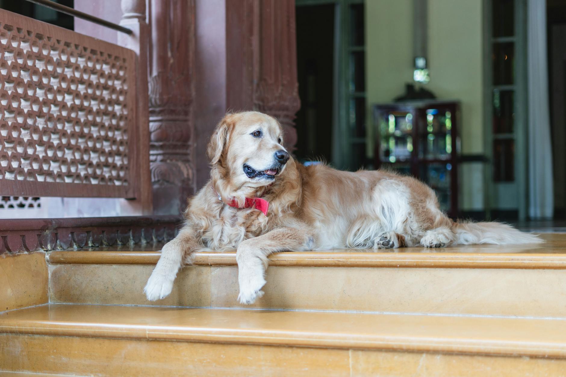 Golden retriever odpoczywa przy wejściu do eleganckiego hotelu