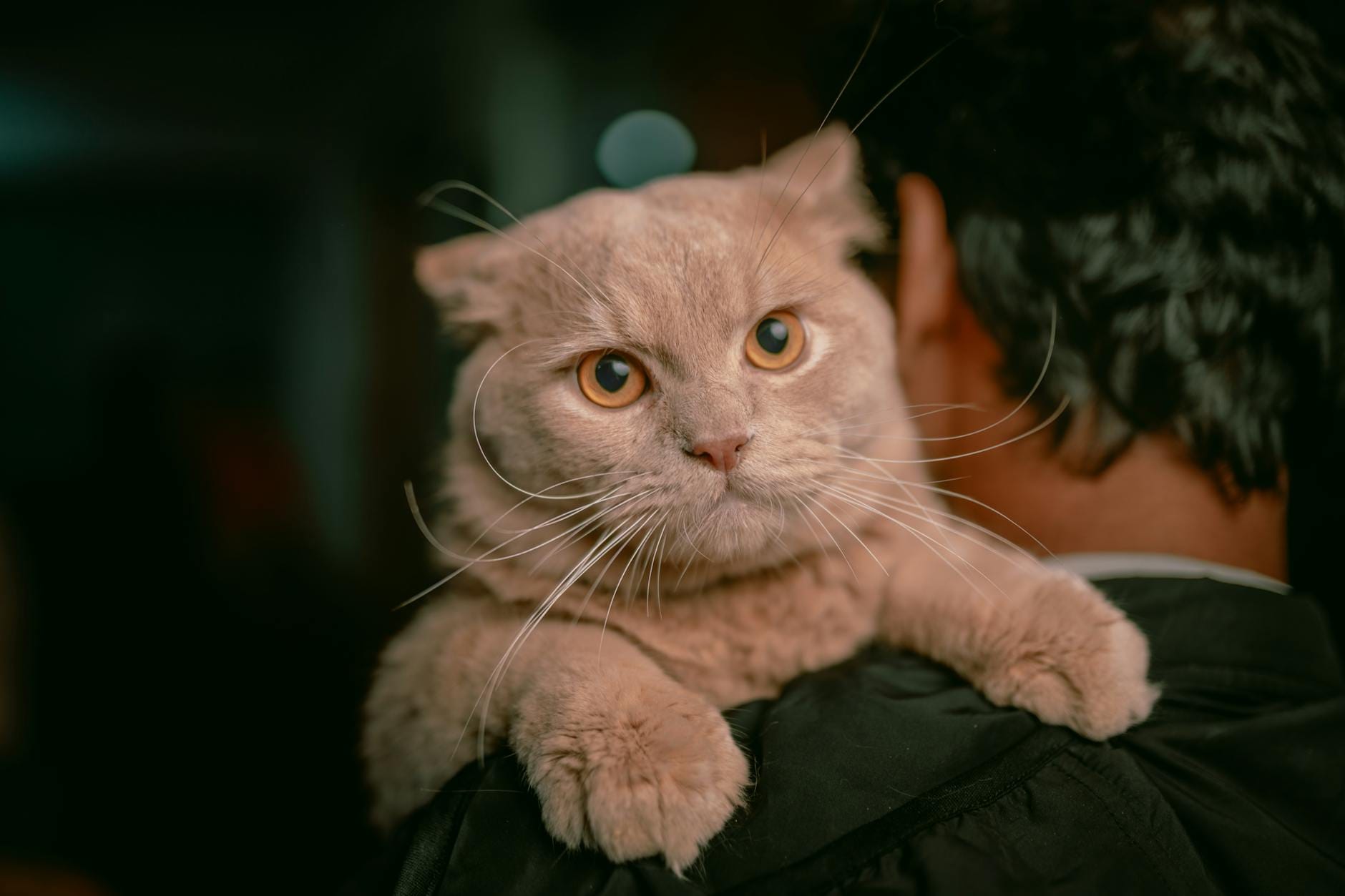 Perski kot z dużymi oczami siedzi na ramieniu opiekuna