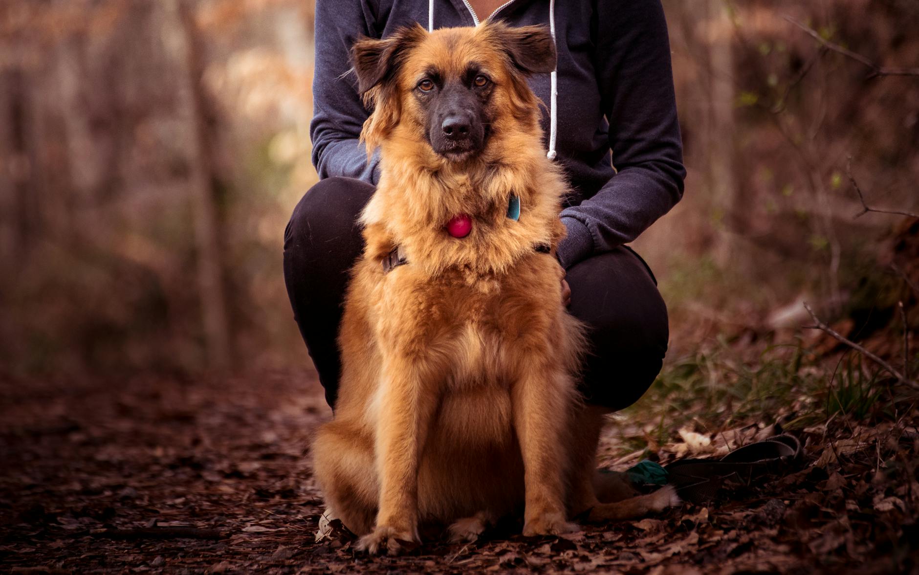 Pies siedzi z opiekunem na leśnej ścieżce podczas spaceru