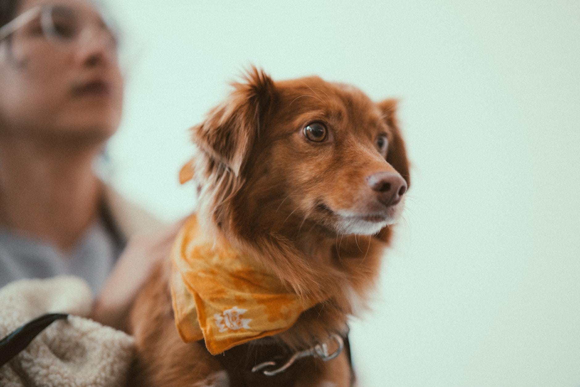 Pies w bandanie siedzi przed opiekunem po dłuższej rozłące
