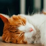 Rudy kot śpiący spokojnie w domu przed planowanym pobytem poza domem