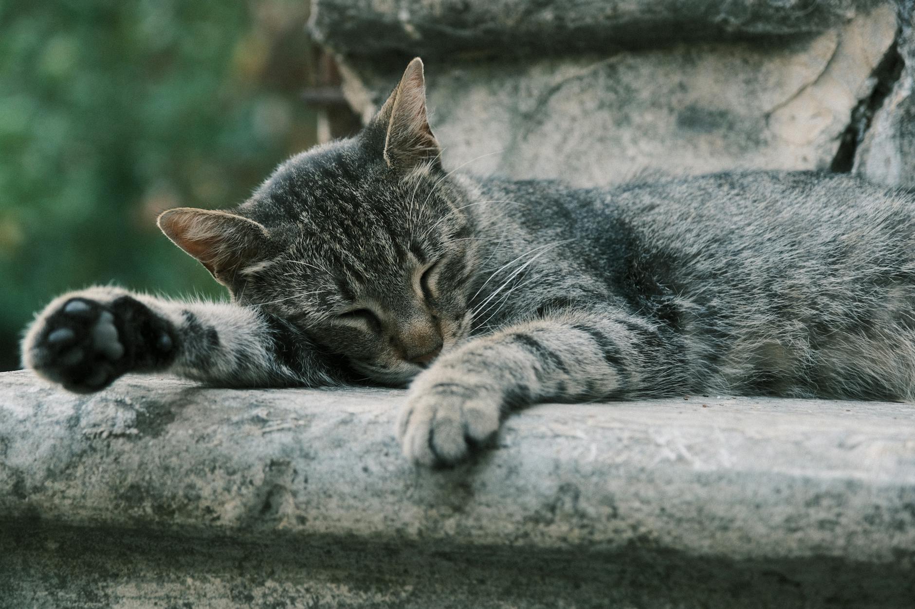 Spokojny pręgowany kot śpiący na kamiennym murku na dworze