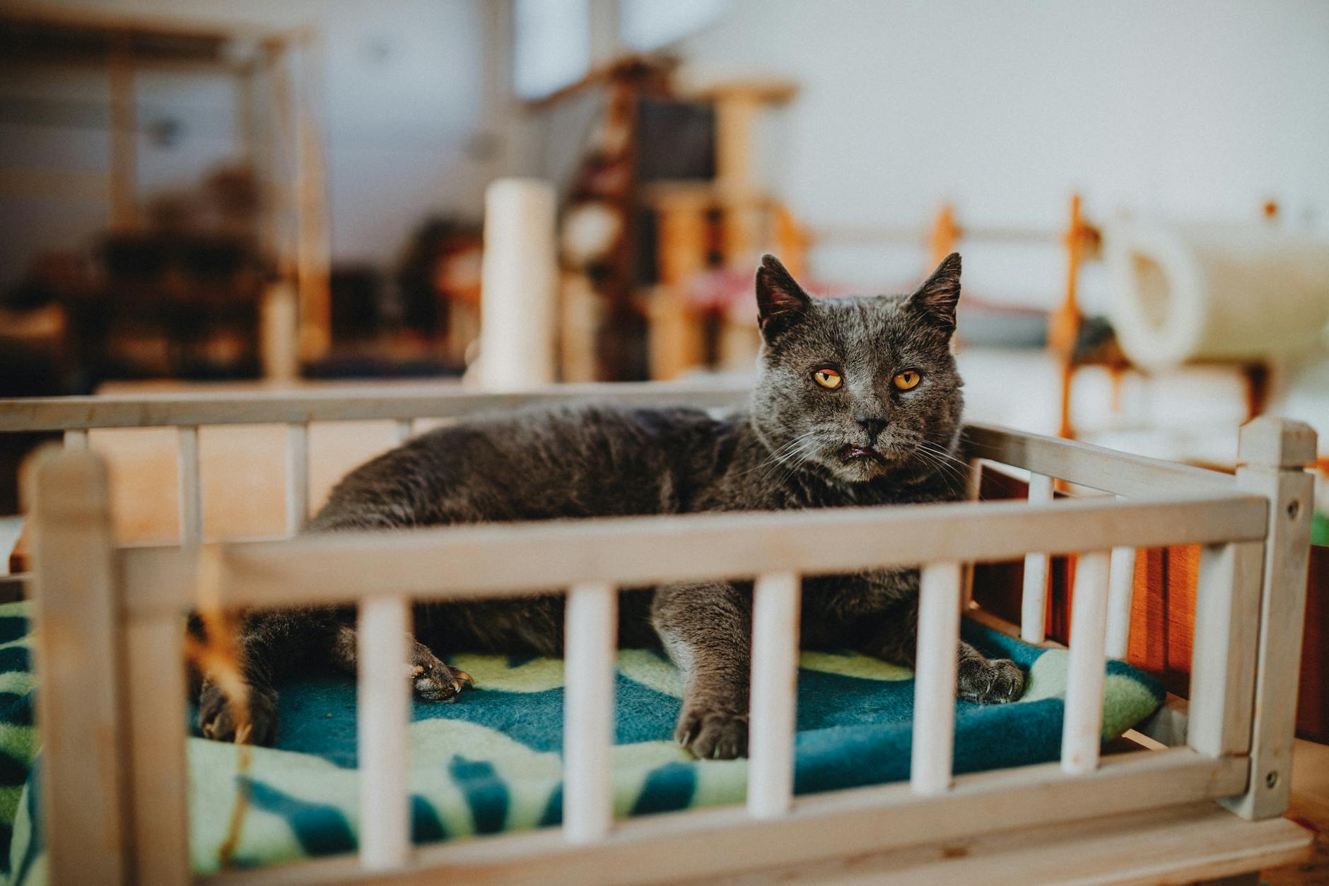 Szary kot odpoczywa na miękkim kocu w drewnianym legowisku w hotelu
