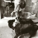 Lęk separacyjny a hotel dla psa: kiedy lepiej wybrać petsittera Właściciel spaceruje z kilkoma psami na ulicy w dużym mieście