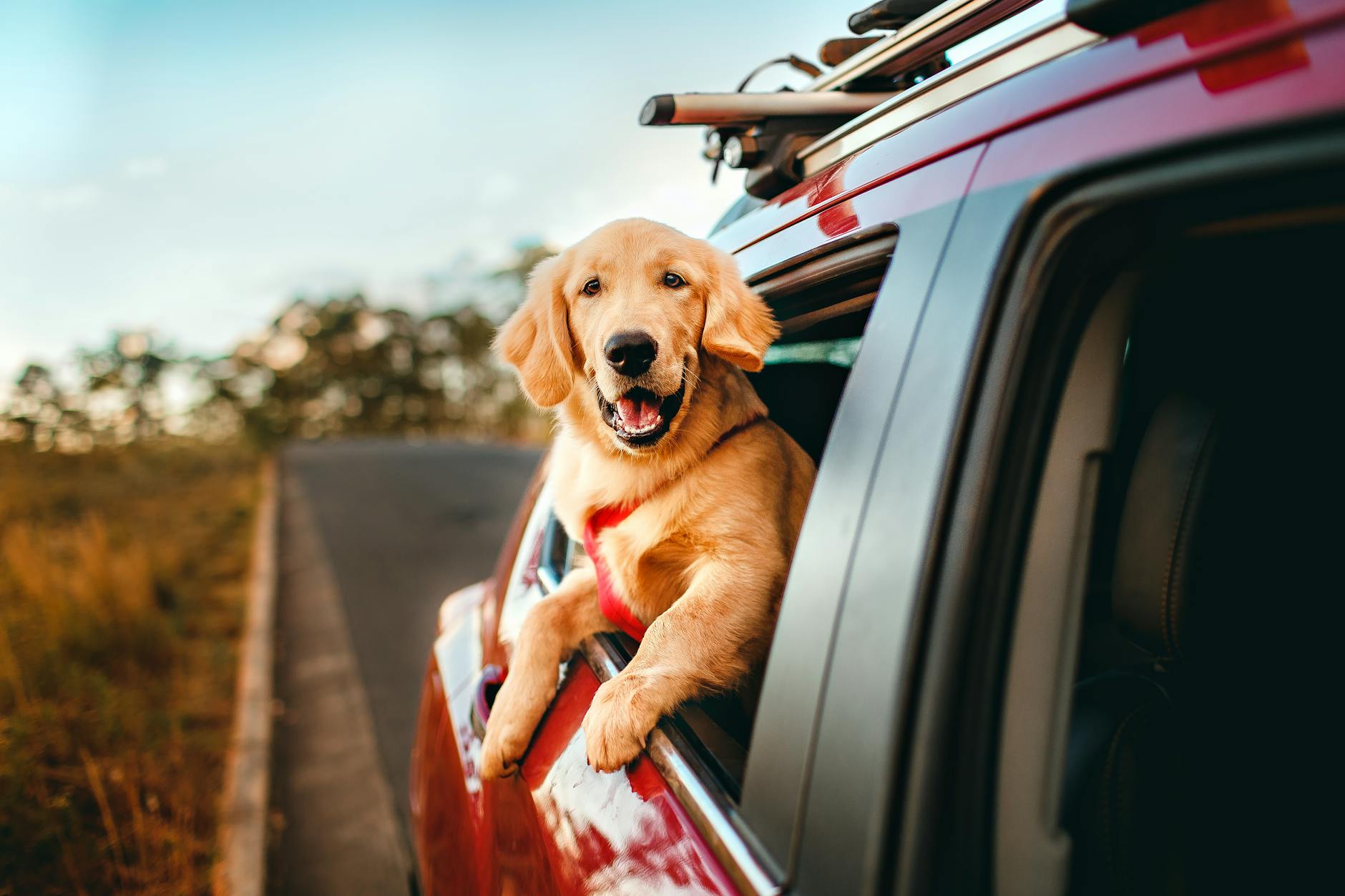 Golden retriever wygląda przez okno jadącego samochodu na wiejskiej drodze