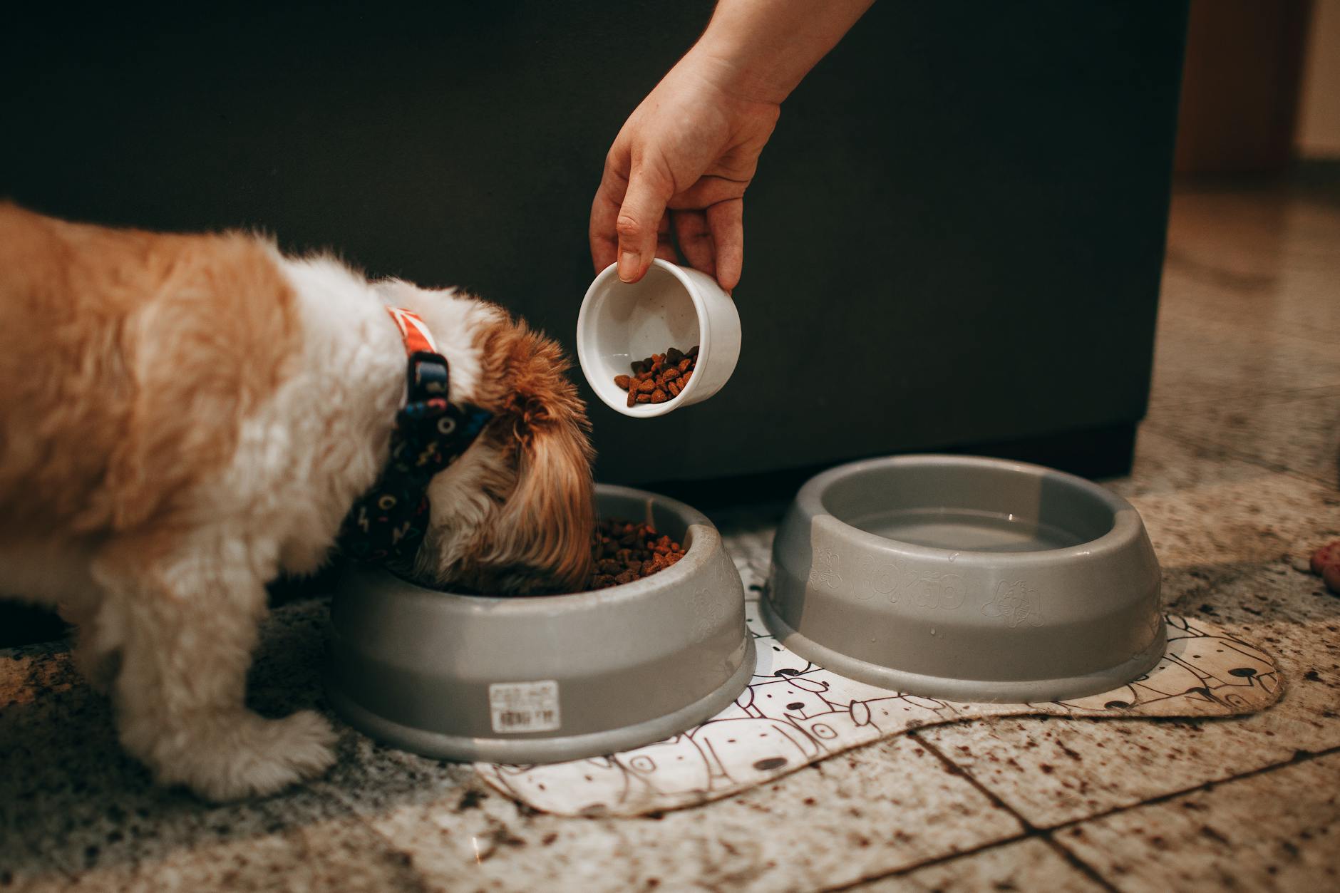 Ręka karmiąca szczeniaka shih tzu w domu podczas nauki samodzielnego jedzenia