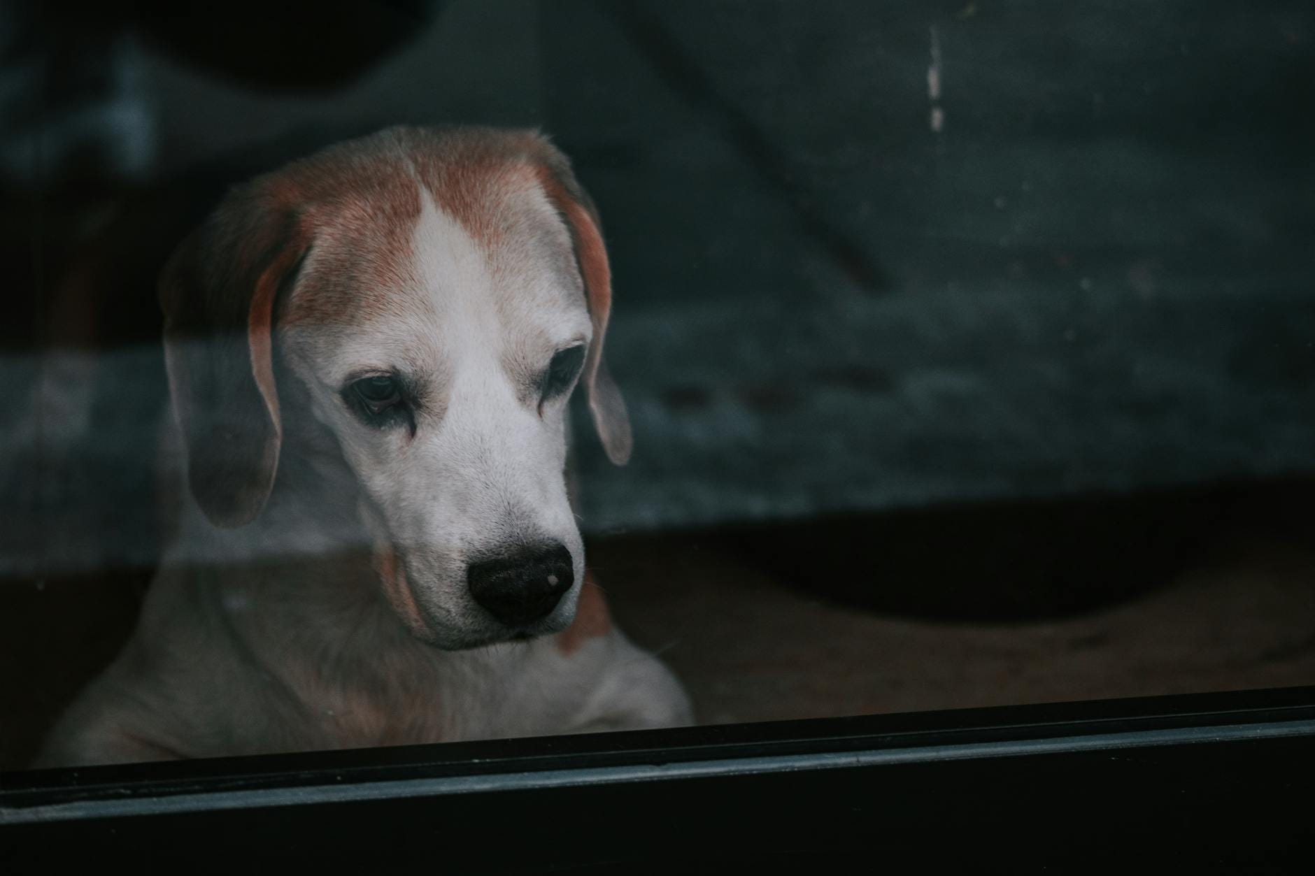Smutny beagle patrzy tęsknie przez okno, czekając na opiekuna Smutny beagle patrzy tęsknie przez okno, czekając na opiekuna