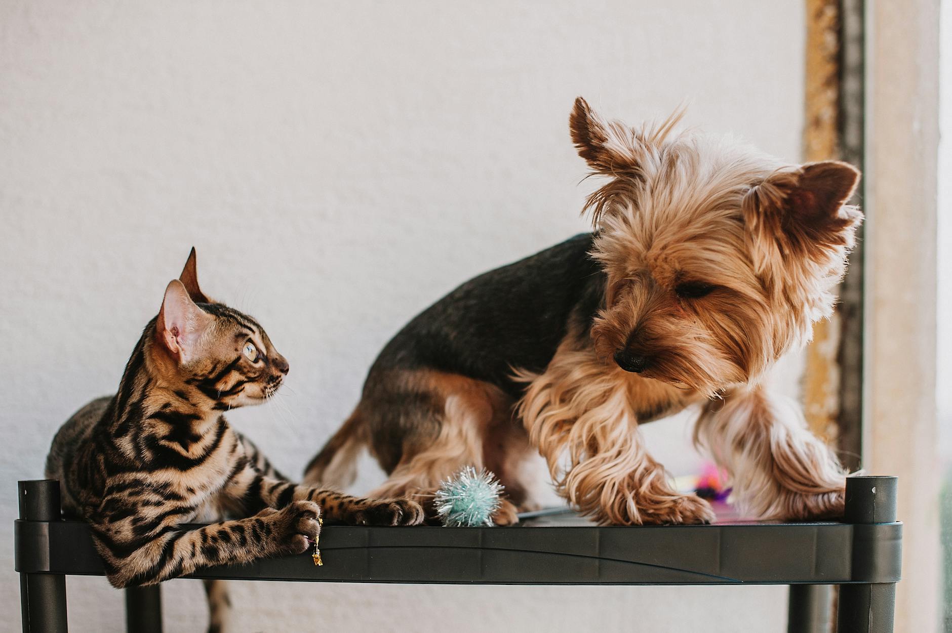 Yorkshire terrier i kot bengalski bawią się razem na czarnym stole