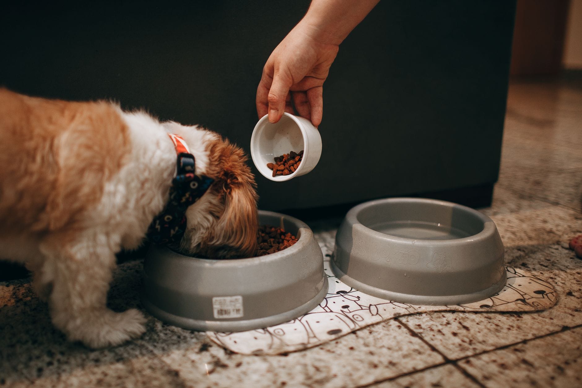 Dłoń podaje karmę szczeniakowi shih tzu w domu podczas karmienia