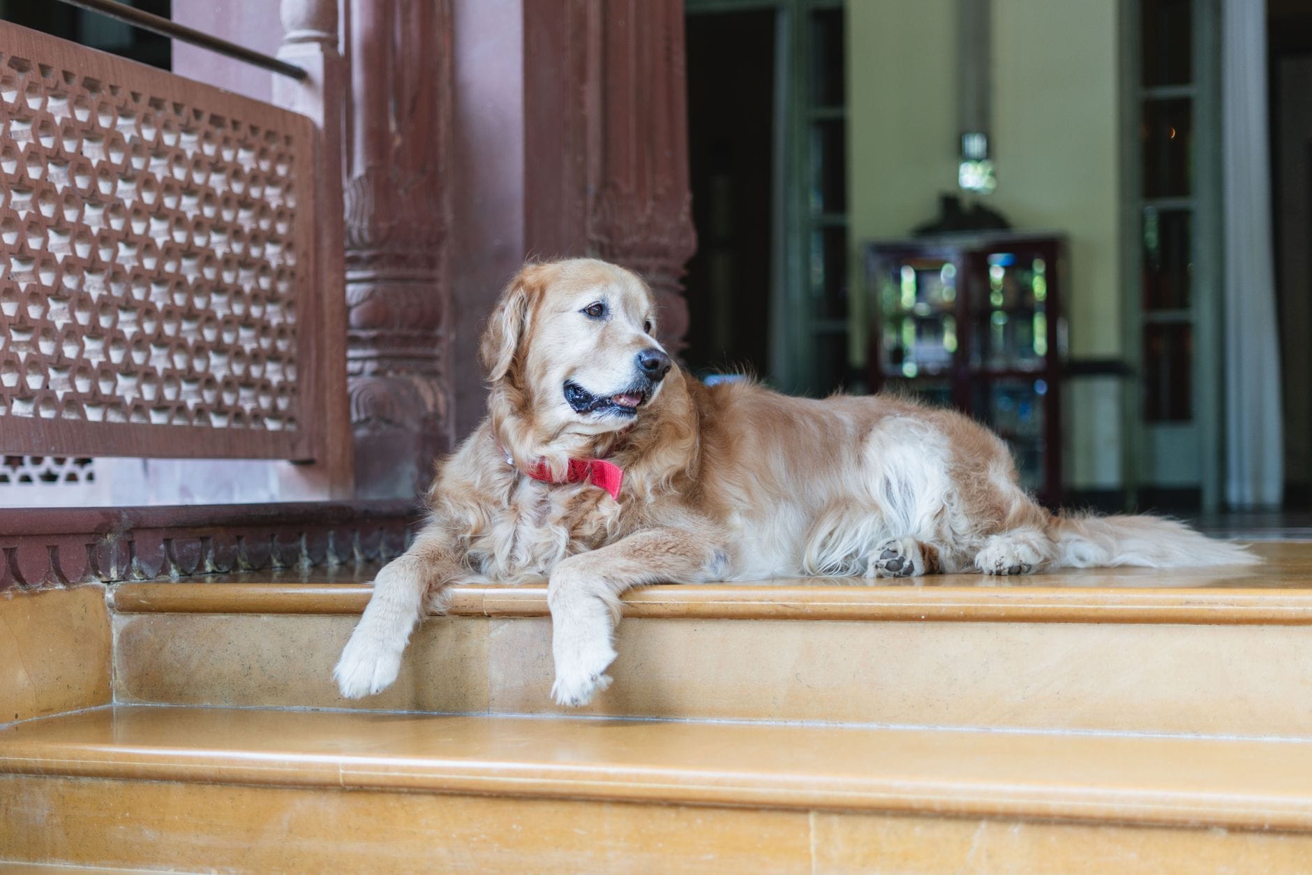Golden retriever odpoczywa przy wejściu do eleganckiego hotelu