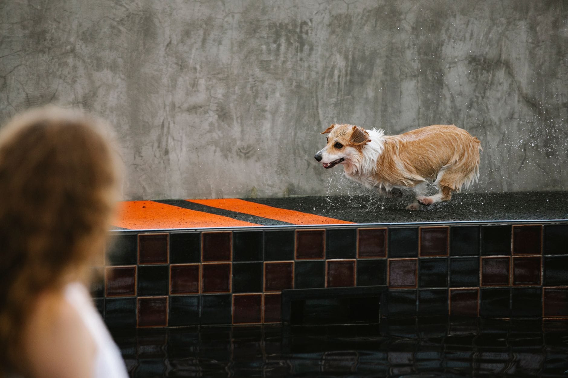 Kobieta biegnie z mokrym psem rasy Welsh Corgi na szarym tle