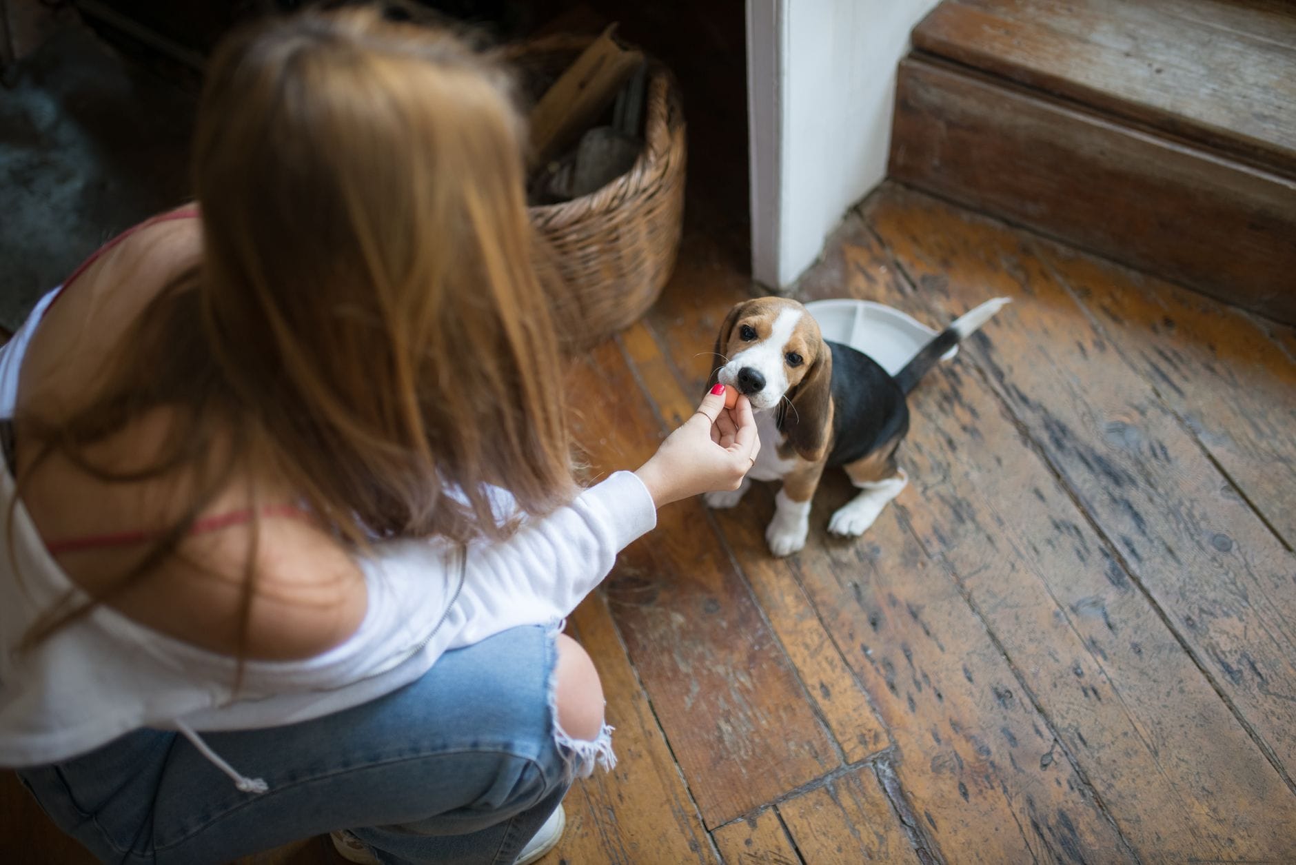 Młoda kobieta karmi szczeniaka beagle w domu, okazując troskę