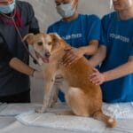 Biegunka u psa podczas pobytu: kiedy to stres, a kiedy wizyta u weterynarza? Weterynarz i wolontariusze badają psa w klinice weterynaryjnej