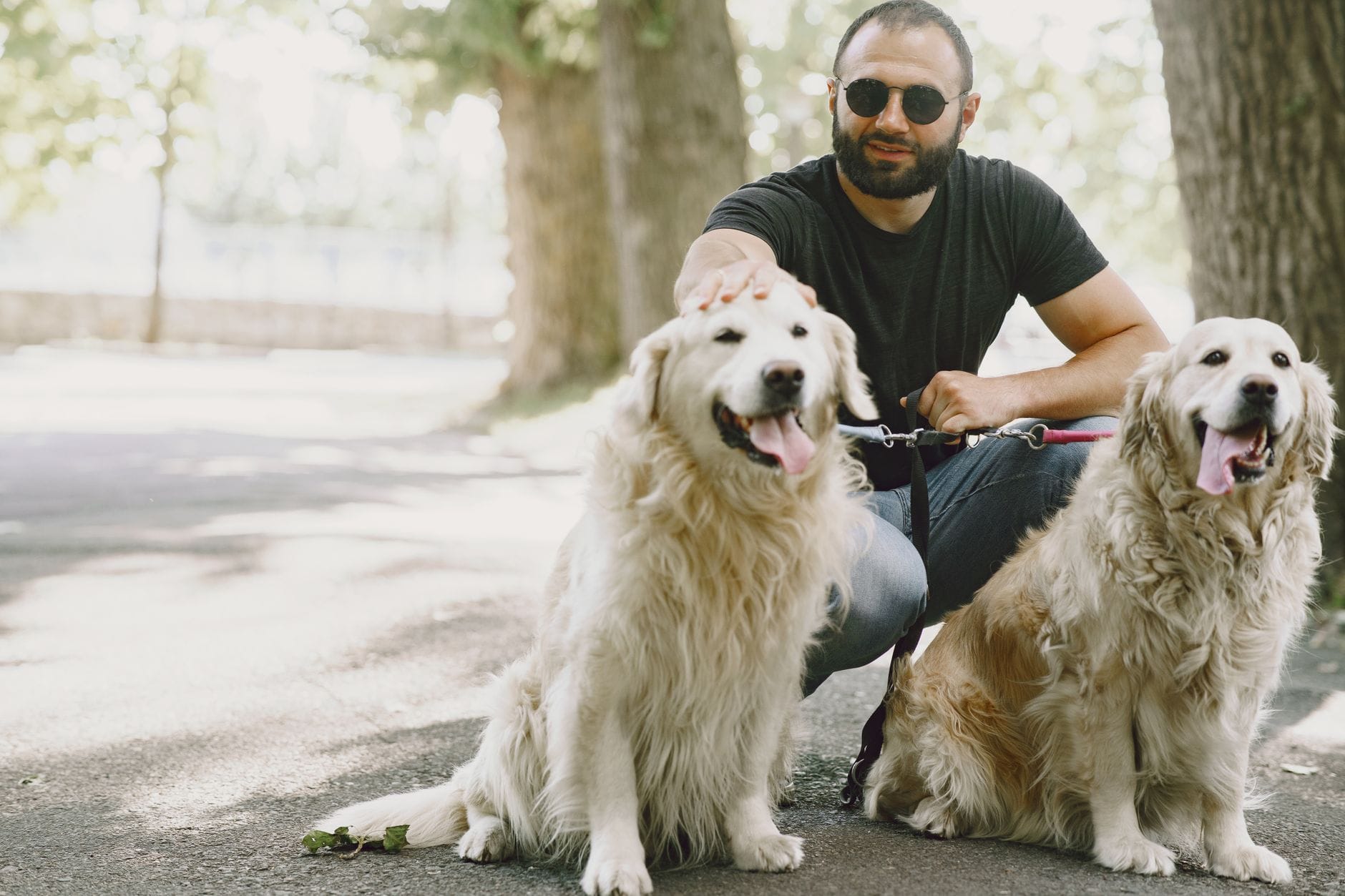 Mężczyzna spędza słoneczny dzień w parku z dwoma golden retrieverami