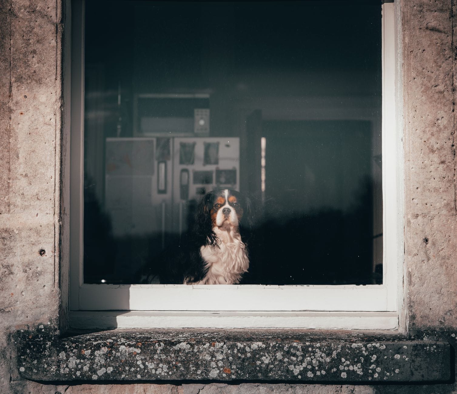 Spaniel Cavalier King Charles samotnie patrzy przez okno w domu